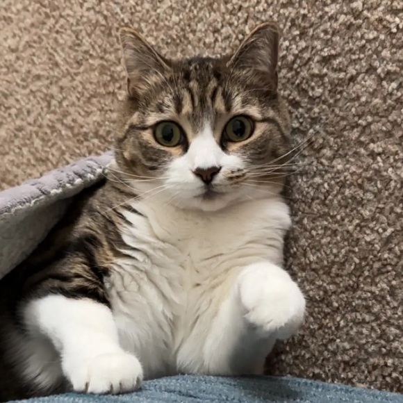 hellodenessy